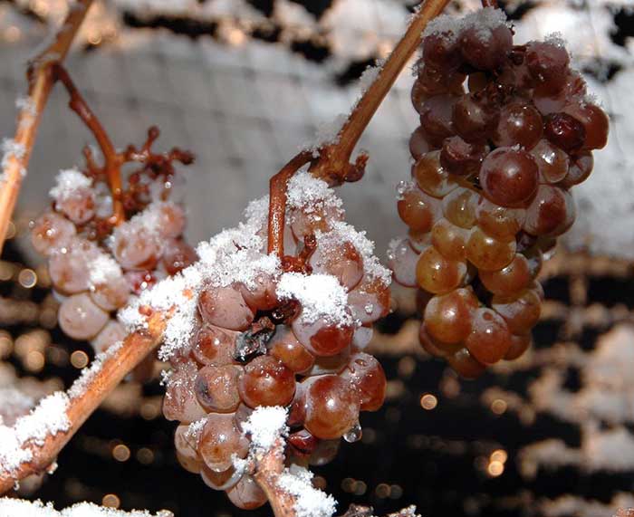 Ruou Vang Hochwinter Eiswein Rheinhessen 2