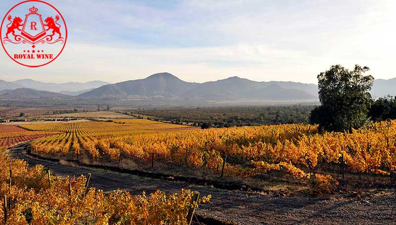 Ruou Vang Koyle Royal Cabernet Sauvignon 1