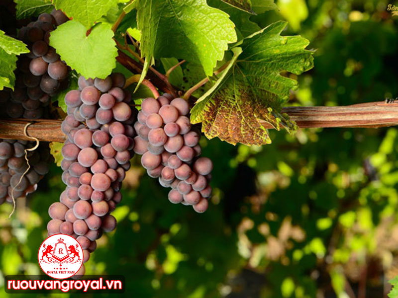 Giống Nho Pinot Gris/Pinot Grigio