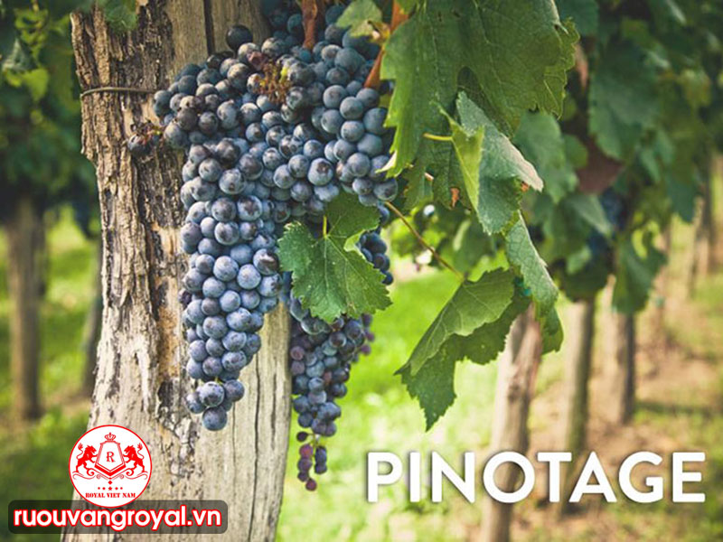 Pinotage 1